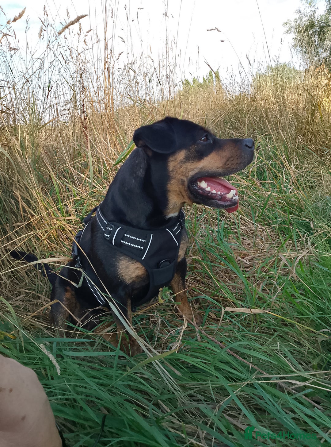 Mixed Breed dogs for sale: Staffy cross girl 5 years old - Advert 3