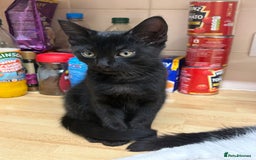 Mixed Breed cats for sale: 4 stunning kittens looking for their forever home. - Image 31