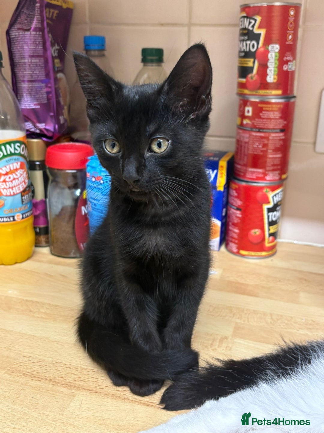 Mixed Breed cats for sale: 4 stunning kittens looking for their forever home. - Image 31