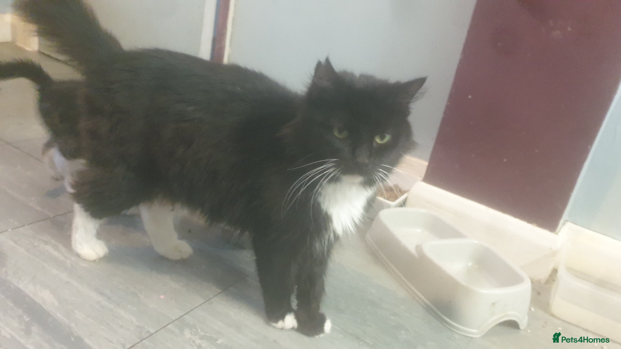 Mixed Breed cats Mixed breed older kittens  - Advert 1