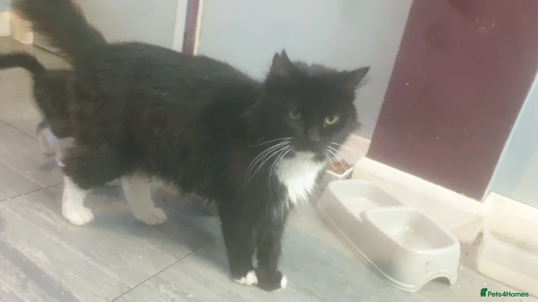 Mixed Breed cats for sale: Mixed breed older kittens  - Advert 1