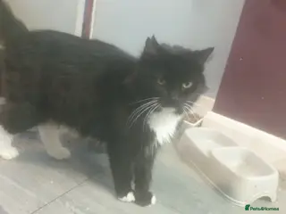 Mixed Breed cats Mixed breed older kittens - Advert 2