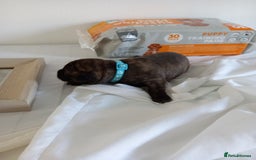 Staffordshire Bull Terrier dogs for sale: Brindle staffy pups  - Image 3