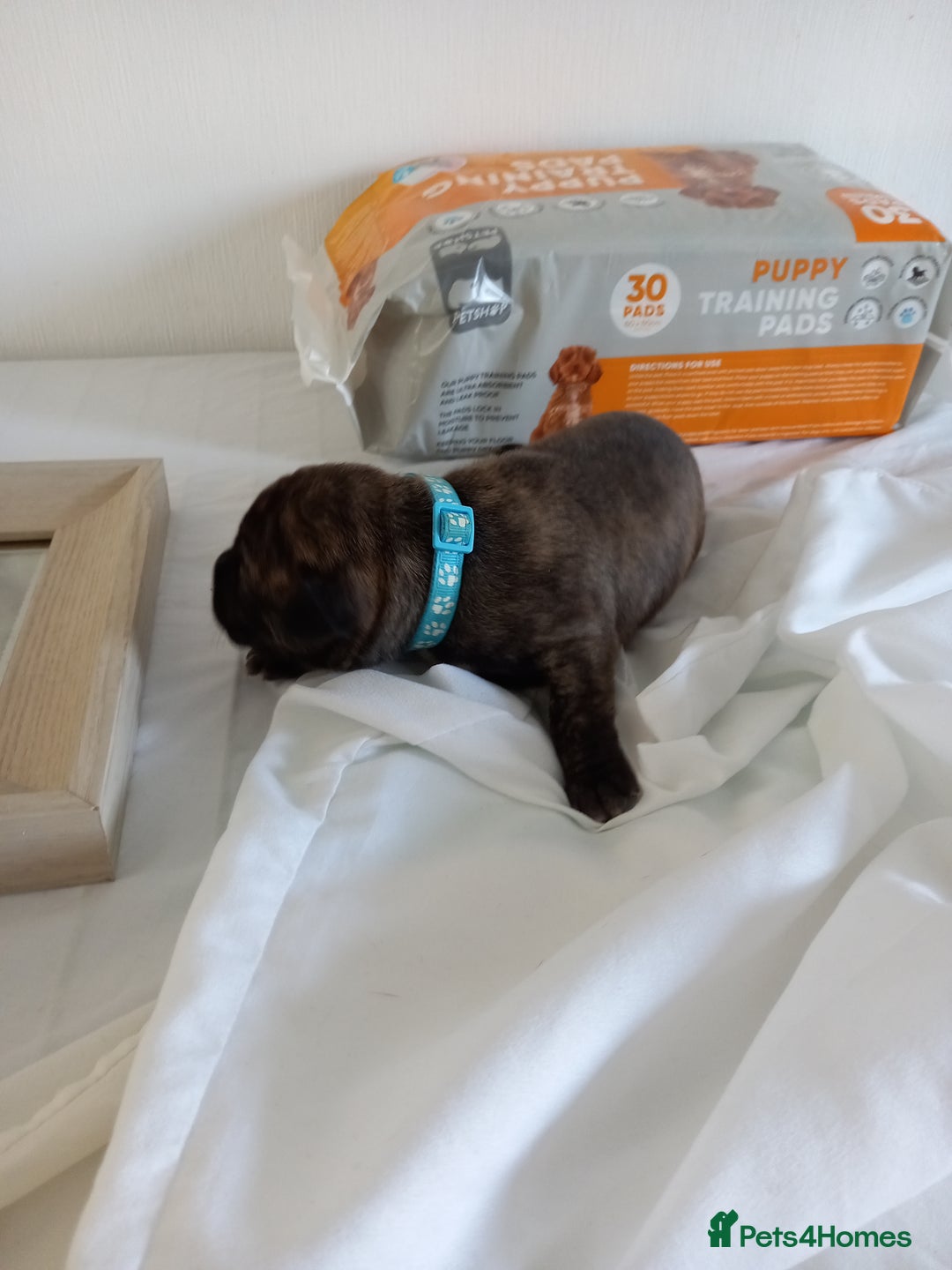 Staffordshire Bull Terrier dogs for sale: Brindle staffy pups  - Image 3