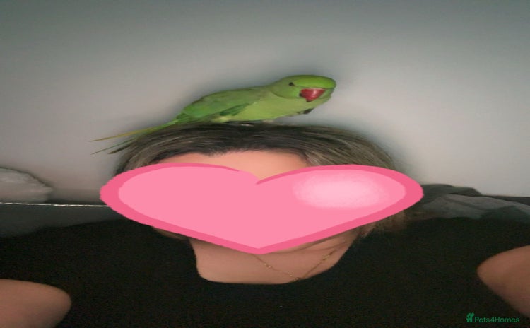 Ringnecks birds - Advert 3