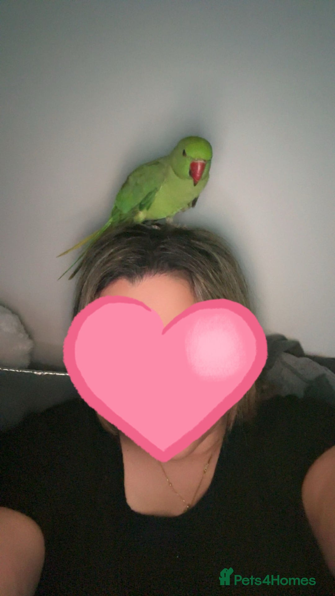 Ringnecks birds for sale: Indian ringneck for sale - Image 1