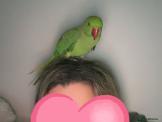 Ringnecks birds for sale - Advert 1