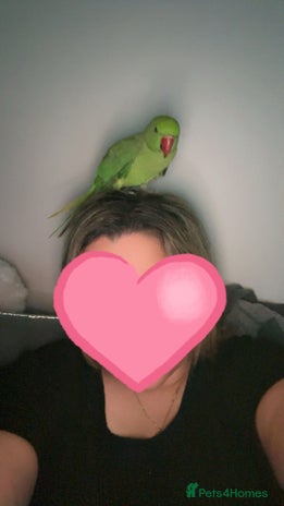 Ringnecks birds - Advert 2