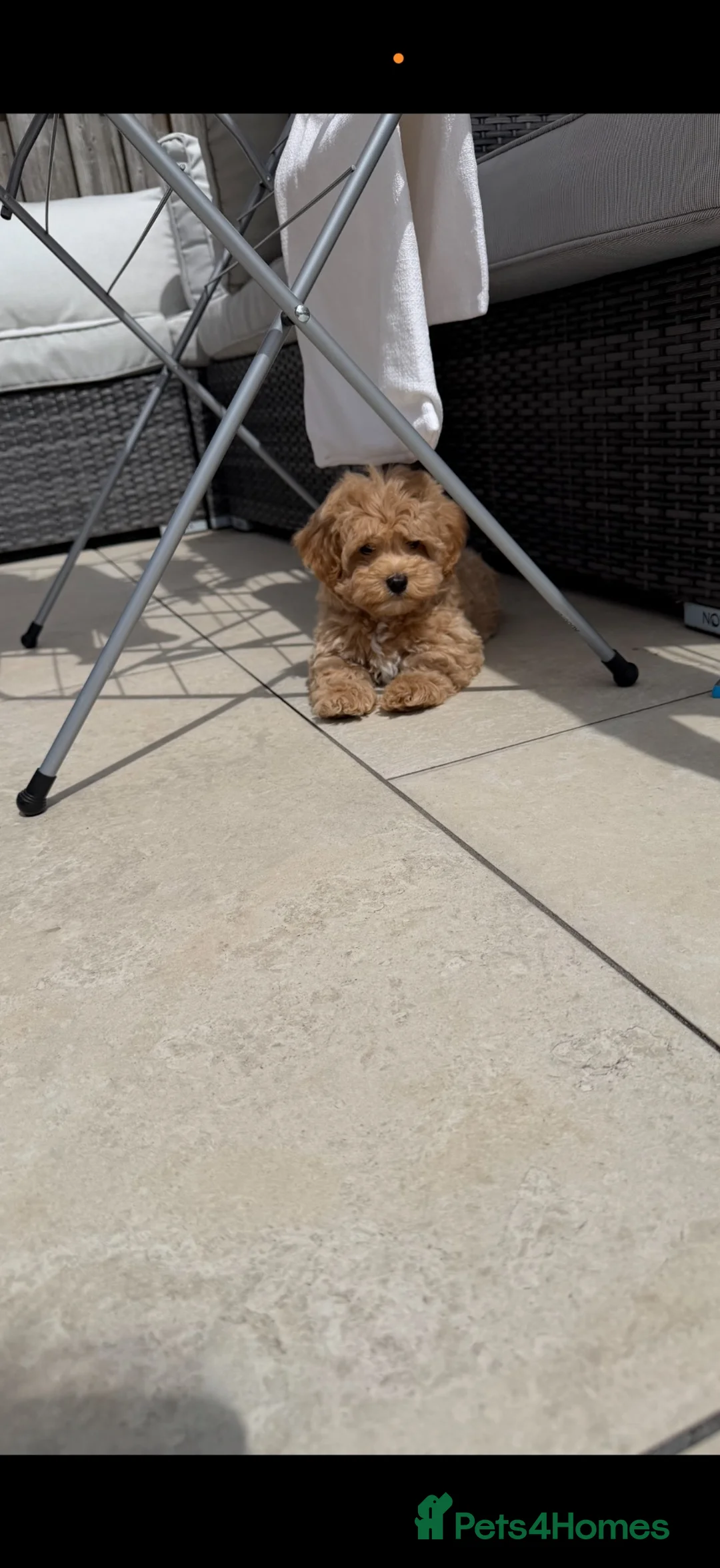 Maltipoo dogs for sale: Adorable Health tested F1 Maltipoo puppies - Advert 24