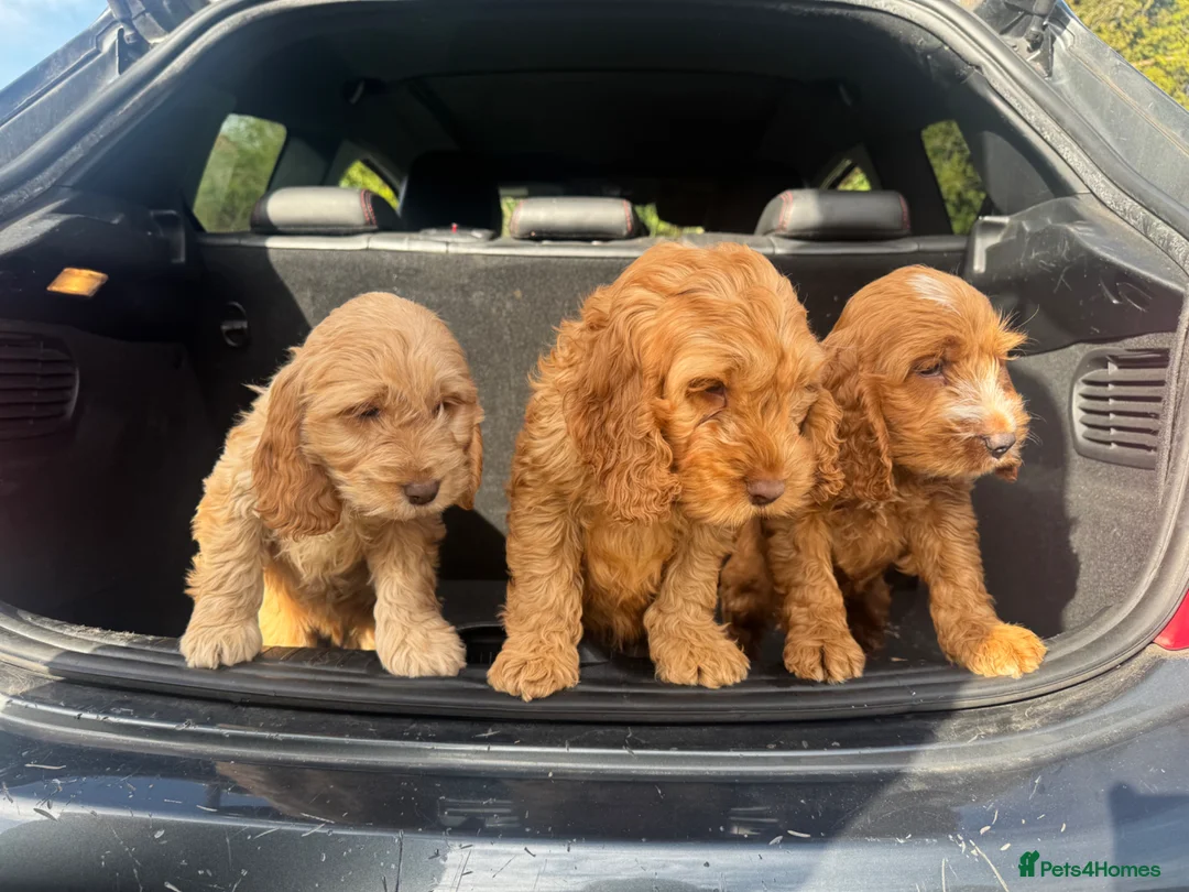 Cockapoo dogs for sale: Stunning cockapoos  - Advert 2