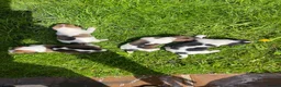 Jack Russell dogs for sale: Jack Russell Terrier 4 pedigree puppies in Newcastle upon Tyne - Advert 1