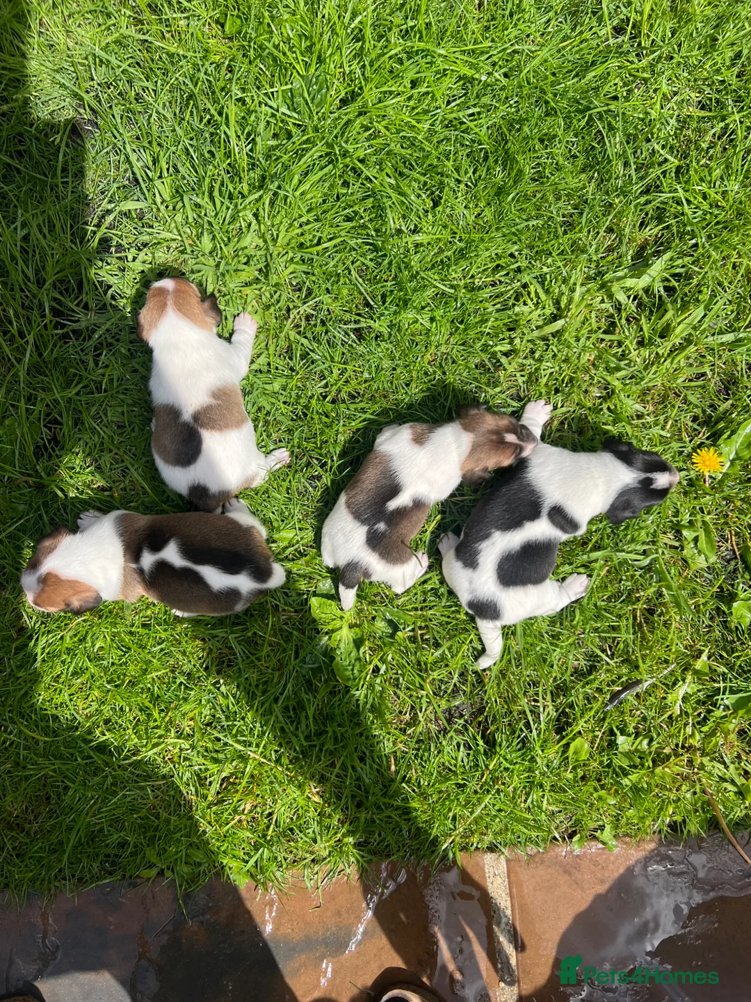 Jack Russell dogs for sale: Jack Russell Terrier 4 pedigree puppies in Newcastle upon Tyne - Advert 1