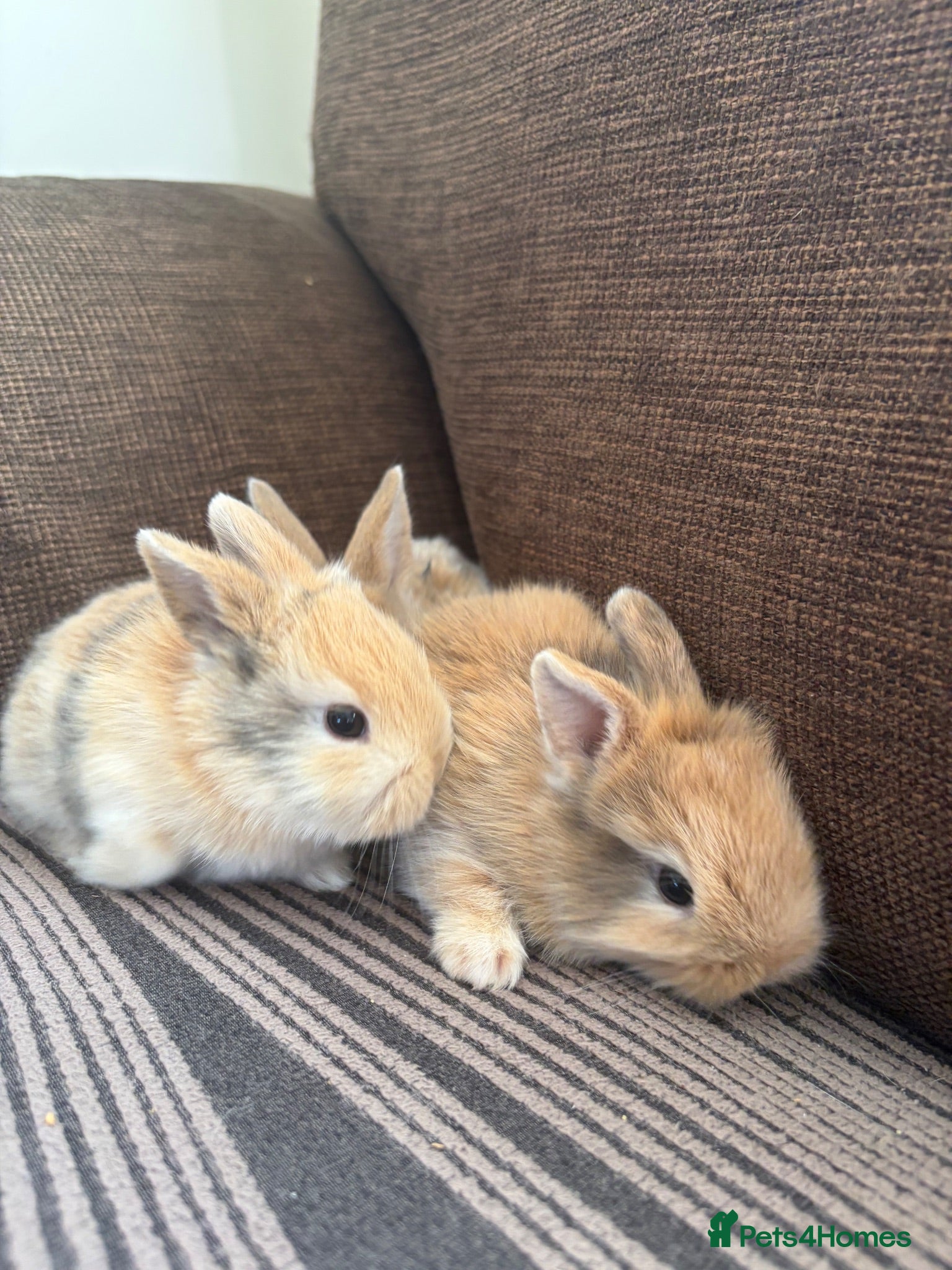 Mixed Breed rabbits 🐰✨ **Gorgeous Miniature Lionhead × Mini Lop ✨🐰 - Advert 1