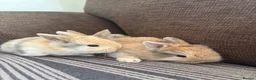 Mixed Breed rabbits for sale: 🐰✨ **Gorgeous Miniature Lionhead × Mini Lop ✨🐰 in Cardiff - Advert 1