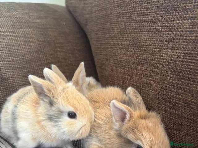 Mixed Breed rabbits 🐰✨ **Gorgeous Miniature Lionhead × Mini Lop ✨🐰 - Advert 1