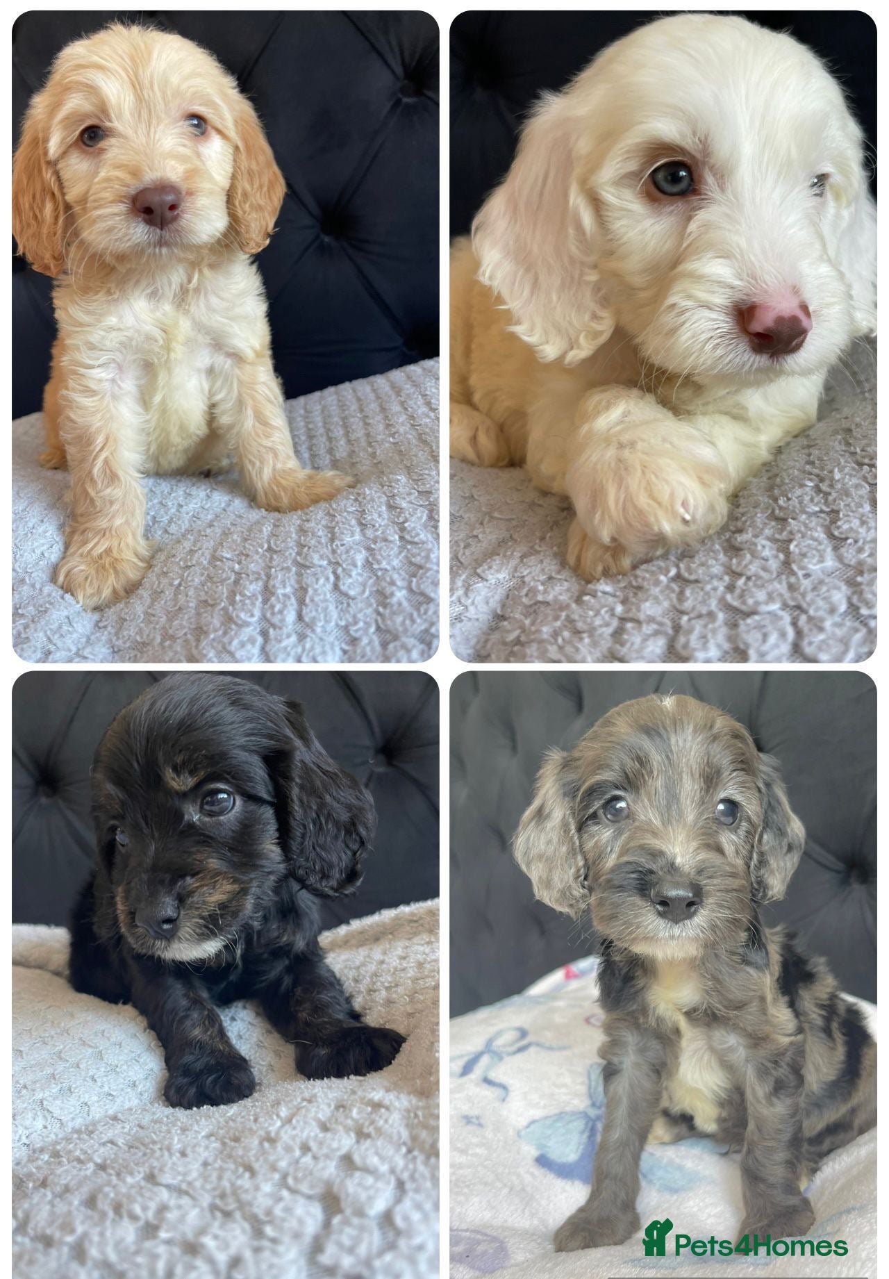 Cockapoo dogs Cockapoo Puppies  - Advert 17