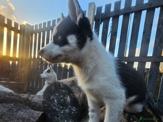 Siberian Husky dogs Siberian husky - Advert 2