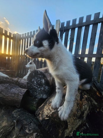 Siberian Husky dogs Siberian husky - Advert 1