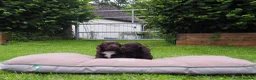 Cocker Spaniel dogs for sale: KC registered Working Cockers- Maesydderwen bred - Advert 22