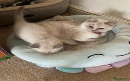 Ragdoll cats for sale: Ragdoll kitten READY NOW male and female £550 each - Image 3
