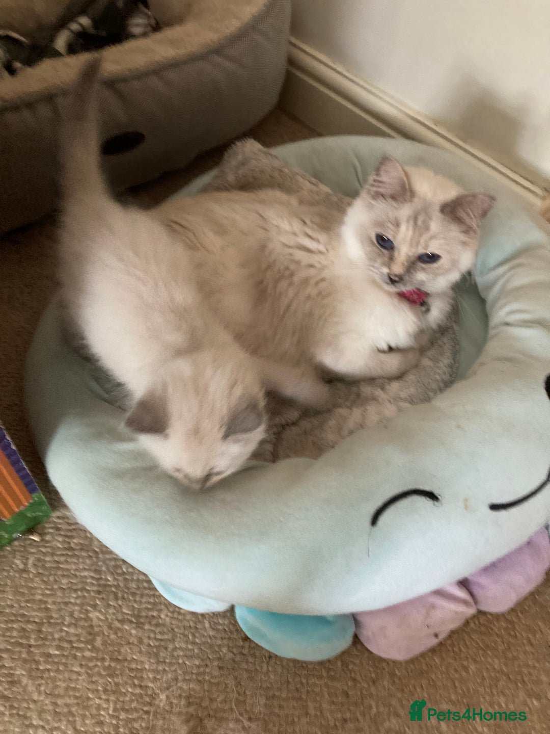 Ragdoll cats for sale: Ragdoll kitten READY NOW male and female £550 each - Image 3