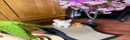 Abyssinian cats for sale: ❤️🏆 Outstanding Abyssinian Kittens Available 🏆❤️ - Advert 11
