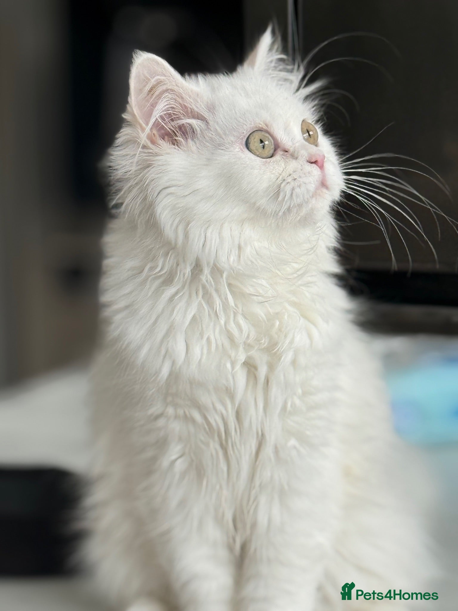 Persian cats The last Beautiful Persian female kitten - Advert 2