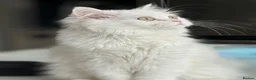 Persian cats for sale: The last Beautiful Persian female kitten - Advert 1