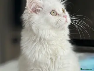Persian cats The last Beautiful Persian female kitten - Advert 2