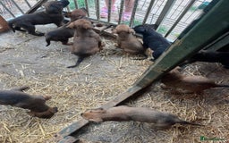Belgian Shepherd Dog dogs for sale: Litter  - Image 32