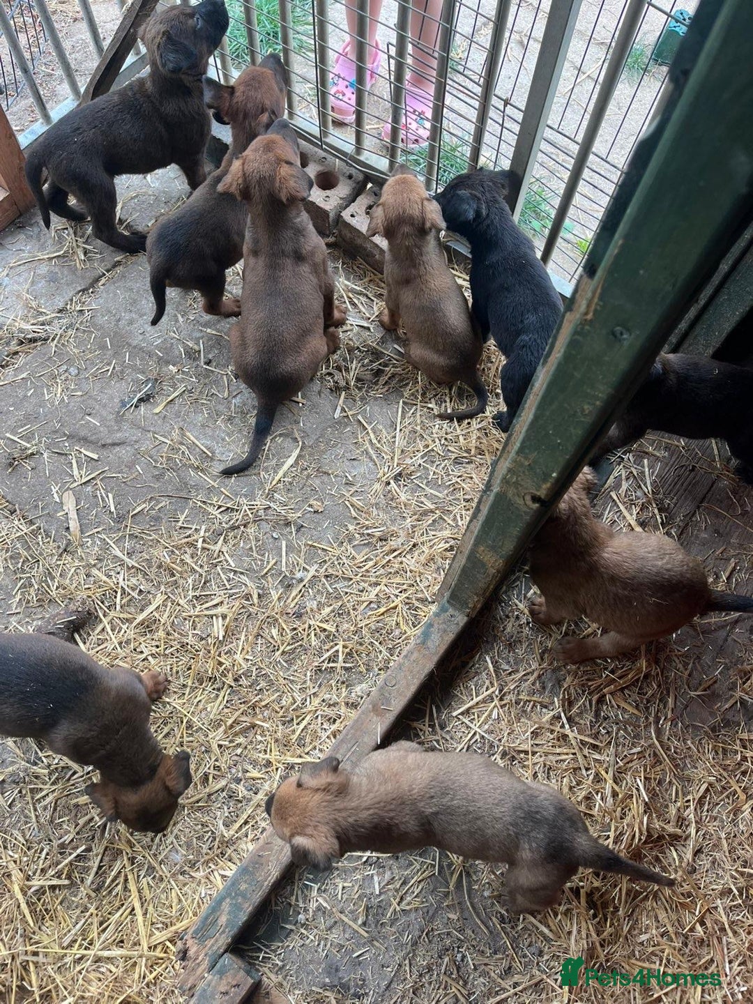 Belgian Shepherd Dog dogs for sale: Litter  - Image 32
