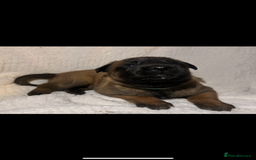 Belgian Shepherd Dog dogs for sale: Belgian Malinois puppies  - Image 5