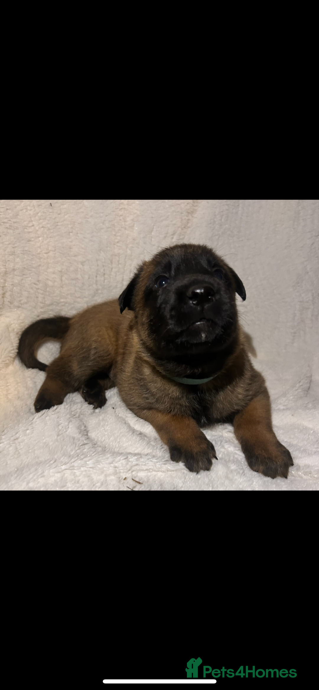 Belgian Shepherd Dog dogs for sale: Belgian Malinois puppies  - Image 5