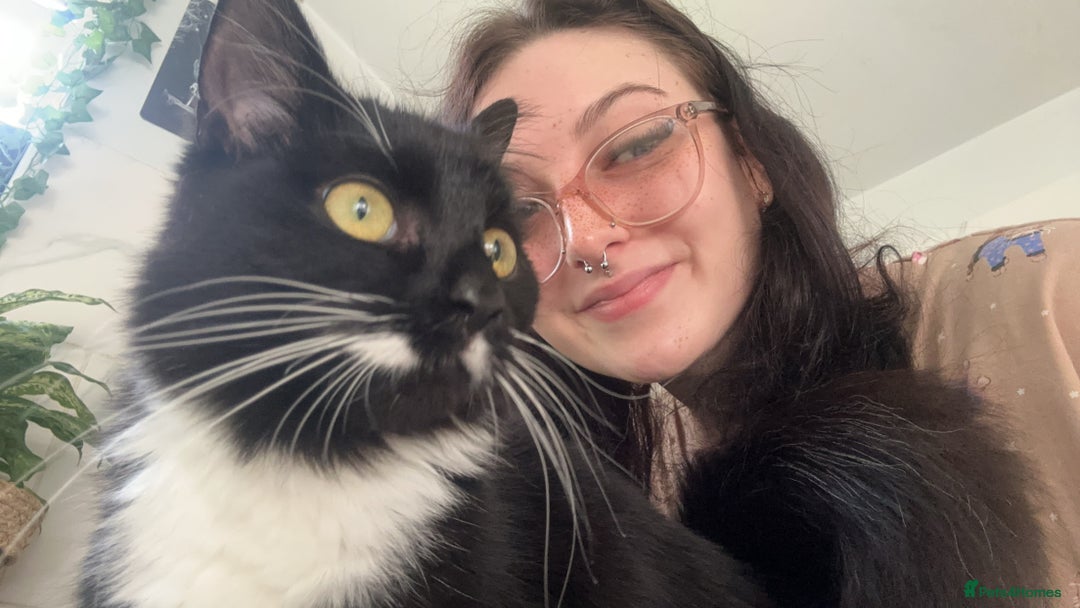 Mixed Breed cats for sale: Beautiful long haired brown & white female cat - Advert 5