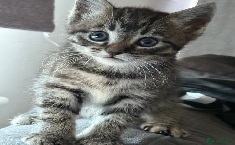 Domestic Shorthair cats - Advert 2