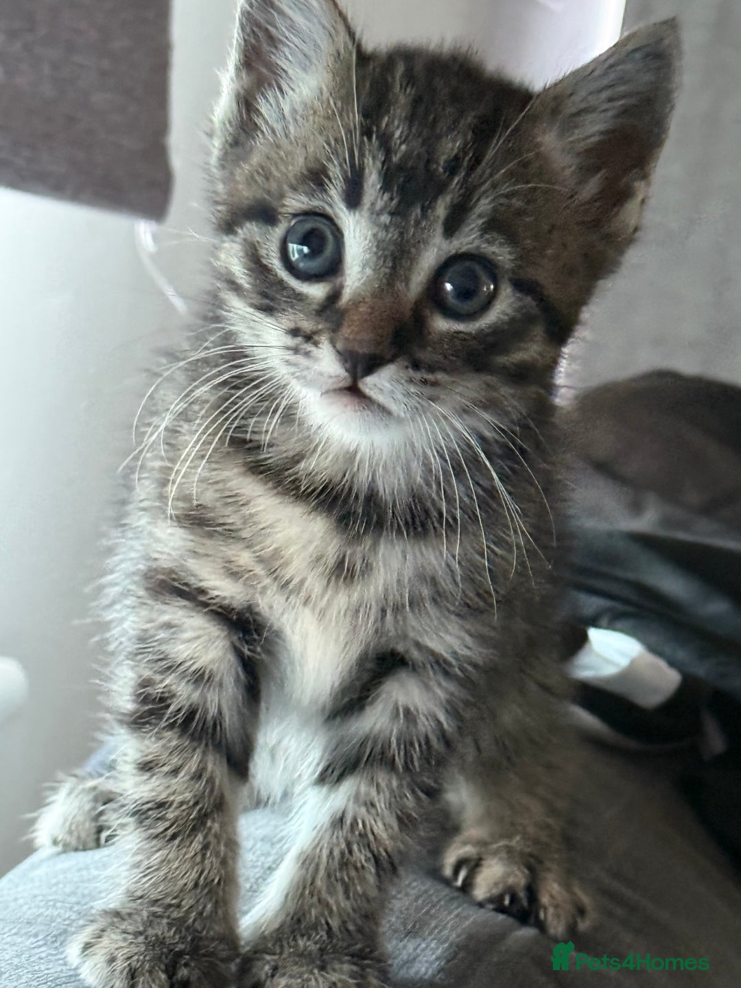 Domestic Shorthair cats for sale: 3 beautiful tabby females  - Image 1