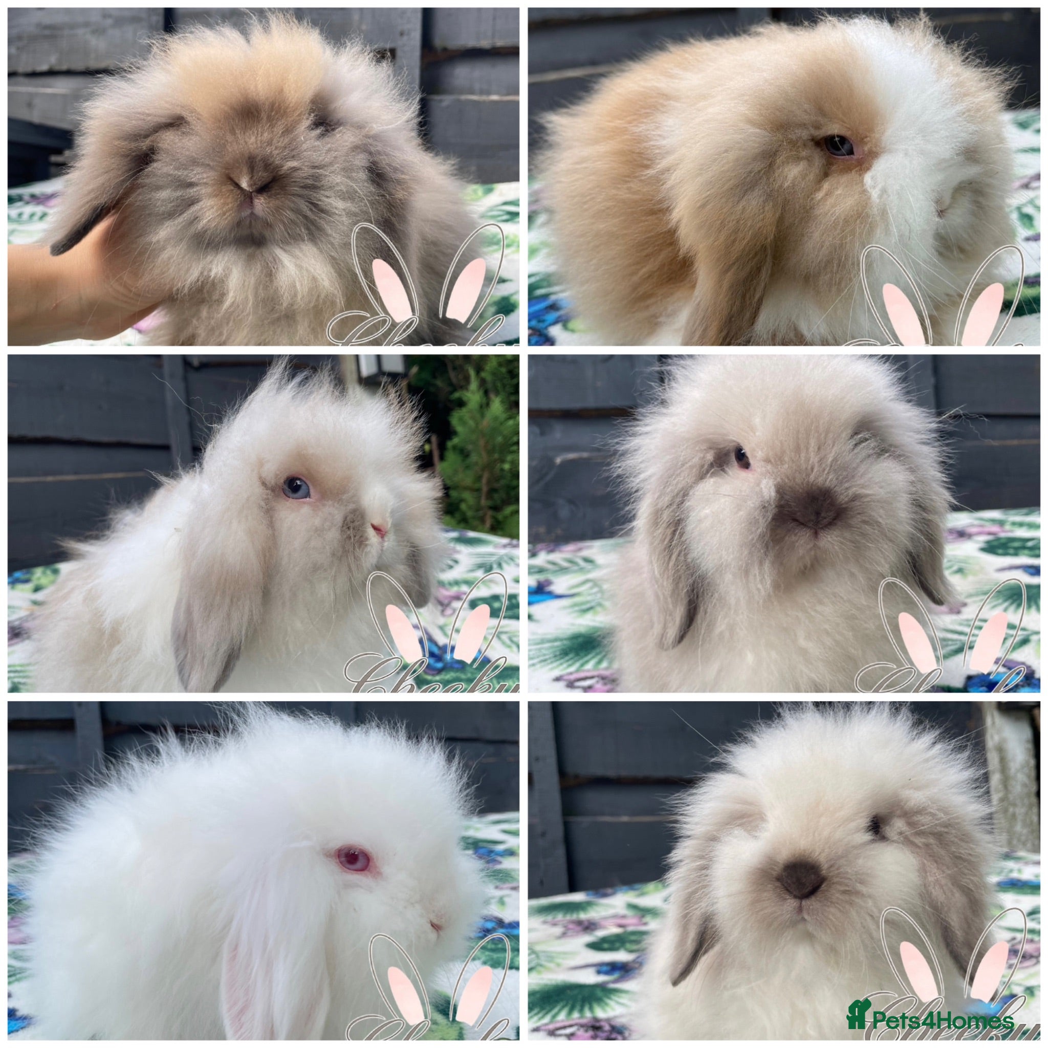 Mini Lion Lop rabbits Beautiful Mini Lion Lop Boys - Advert 10