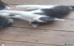 British Shorthair cats for sale: Adorable Black and white kittens - Image 6