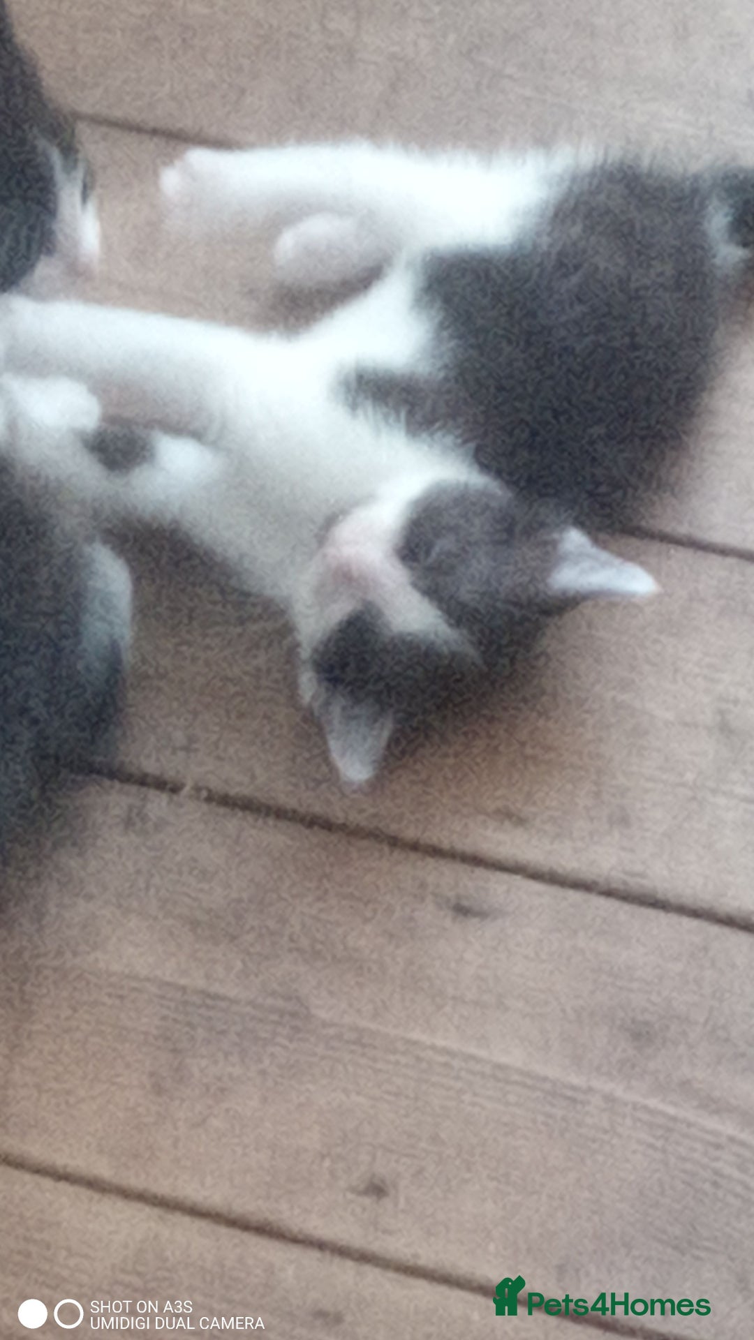 British Shorthair cats for sale: Adorable Black and white kittens - Image 6