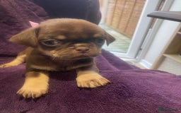 Pug dogs for sale: Merle pugs  - Advert 2