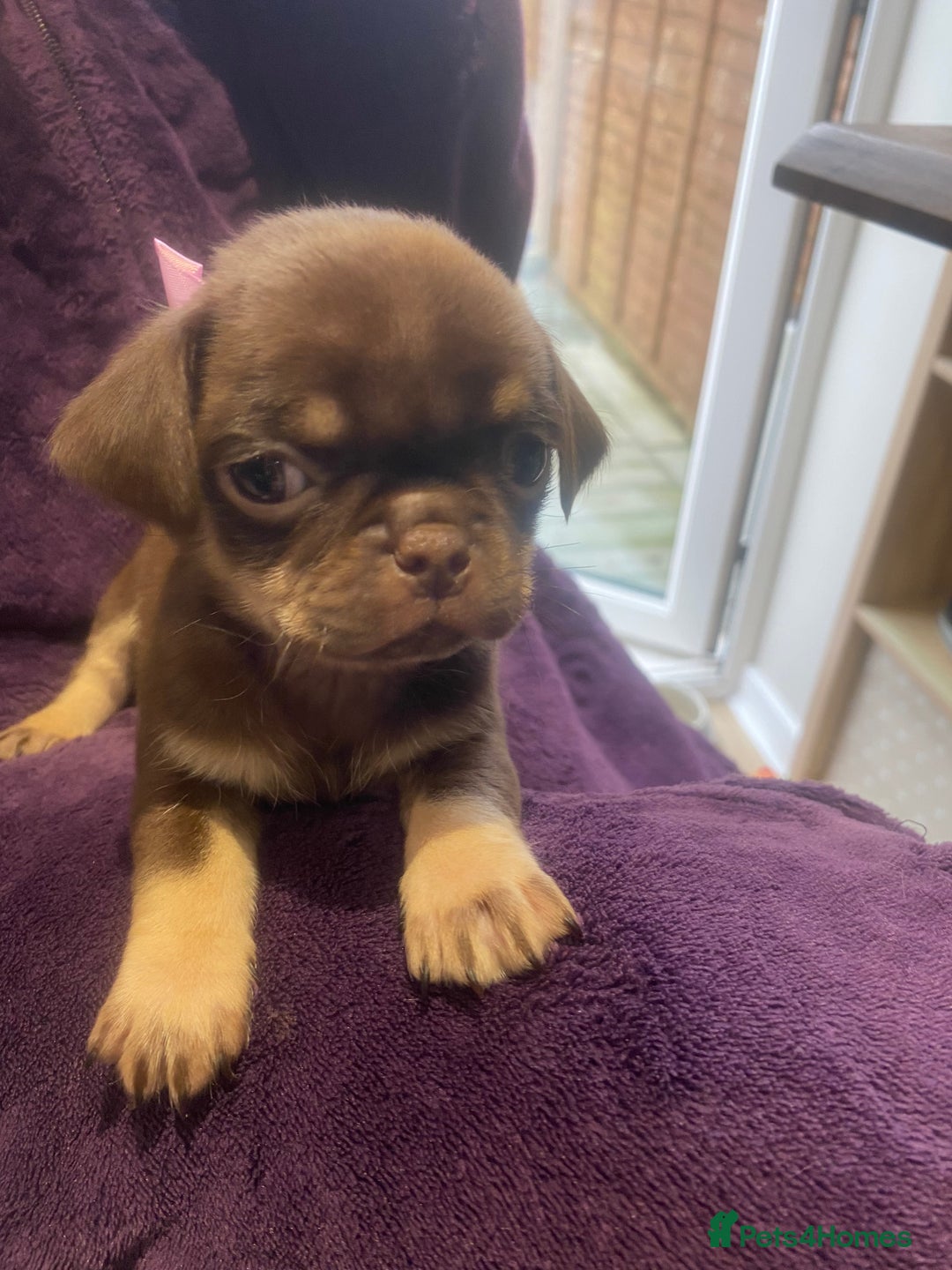 Pug dogs for sale: Merle pugs  - Advert 2