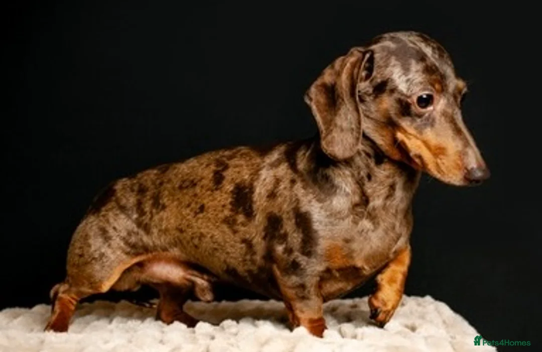 Dachshund dogs for stud: KC pra clear 4.5kg  chocolate dapple stud in Corwen - Advert 2