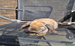 English Lop rabbits for sale: Happy and healthy little beauties - Image 4