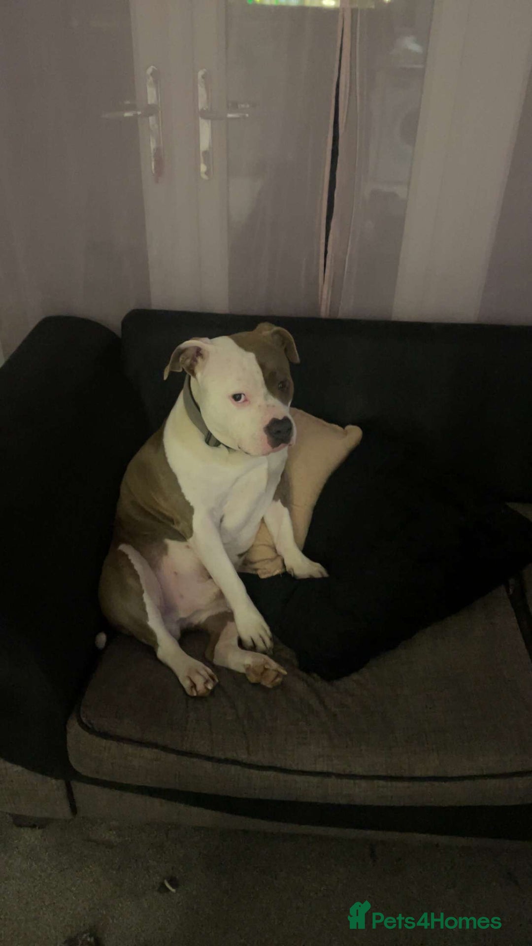 American Bully dogs for sale: 3yo standard bully - Advert 3