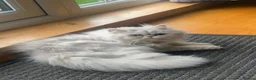 Persian cats for sale: Adorable Persian chinchilla mixed kittens  in Luton - Advert 4