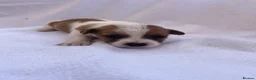 Jack Russell dogs for sale: Jack Russell puppy’s - Advert 8