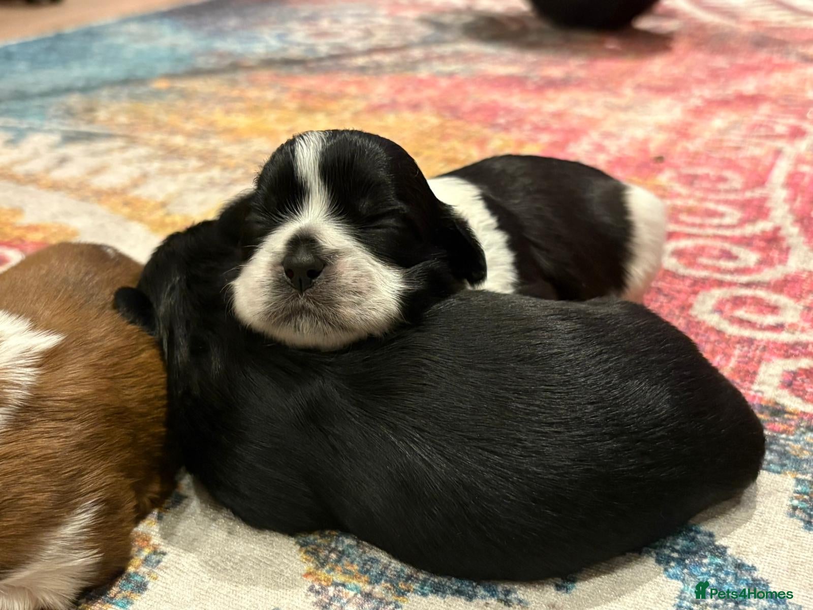 Shih Tzu dogs for sale: Shih Tzu Puppies From Small Imperial-Type Mum - Advert 13