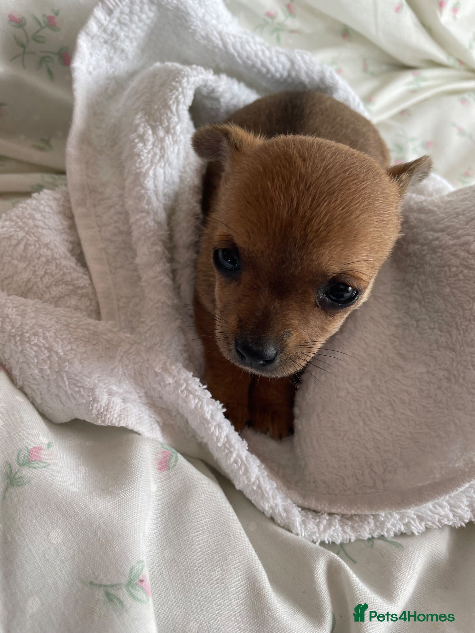 Chihuahua dogs Adorable Chihuahua Puppy “ Girl “ Fawn/White - Advert 1