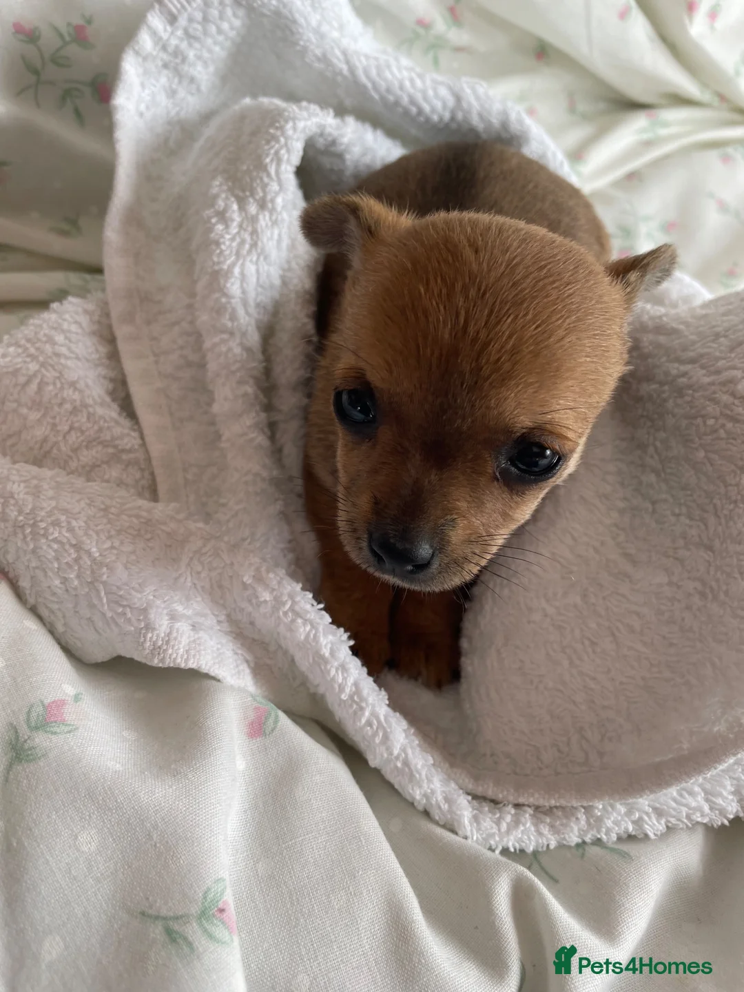Chihuahua dogs for sale: Adorable Chihuahua Puppy “ Girl “ Fawn/White - Advert 1