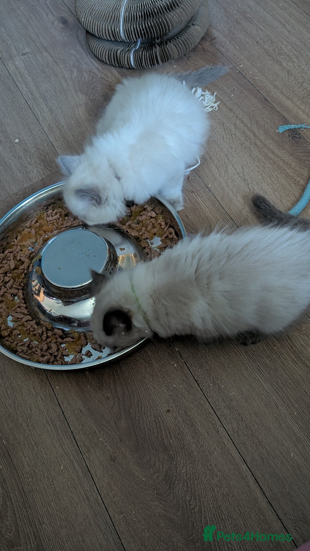 Ragdoll cats for sale: 5 Ragdoll Kittens for Sale - Image 5